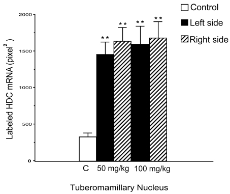 Figure 2 Quantification of the histidine decarboxylase (HDC) mRNA labeled surface in the right (hatched columns) and left (solid columns) tuberomammillary (TM) nuclei for the two groups of betahistine-treated cats compared with the control, untreated cats (open columns). Note that HDC mRNA labeled surface is significantly increased in the TM nuclei of betahistine-treated cats. ** p < 0.0001.