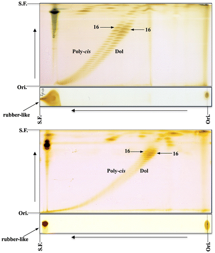 Figure 1. 2D-TLC of poly-cis prenol and dolichol from perilla leaves. Upper panel: the first, toluene:ethylacetate (4:1); the second, acetone. The acetone development was repeated 10 times. Lower panel: the first, toluene:ethylacetate (49:1); the second, acetone:methylethylketone (1:1). Rubber-like prenol is indicated with an arrow. Poly-cis, poly-cis prenol; Dol, dolichol. 16 = number of isoprene units. Ori., origin; S.F., solvent front (Sagami unpublished data).
