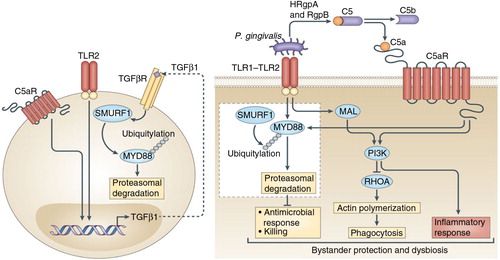 Fig. 1.  Porphyromonas gingivalis subverts neutrophils to evade killing while causing dysbiotic inflammation. P. gingivalis expresses ligands that activate the TLR2–TLR1 receptor complex (TLR2/1) and Arg-specific gingipains (HRgpA and RgpB gingipains), which cleave complement C5 and generate high local concentrations of C5a ligand. The ability of P. gingivalis to co-activate C5aR and TLR2 in human neutrophils results in a subversive crosstalk that leads to ubiquitylation and proteasomal degradation of the TLR2 adaptor MyD88, thereby blocking an antimicrobial response that would otherwise clear the pathogen. The proteolysis of MyD88 requires C5aR/TLR2-dependent release of the cytokine TGF-β1, which mediates ubiquitination of MyD88 via the E3 ubiquitin ligase Smurf1 (enlarged inset). In addition, the C5aR–TLR2 crosstalk activates PI3K, which inhibits phagocytosis by blocking the activity of RhoA GTPase and hence actin polymerization. PI3K signaling, moreover, induces the production of inflammatory cytokines. In contrast to MyD88, a second TLR2 adaptor, Mal, participates in this immune subversion strategy by acting upstream of PI3K. Together, these functionally integrated pathways, as controlled by P. gingivalis, offer ‘bystander’ protection to otherwise susceptible species in polymicrobial communities and promote dysbiotic inflammation and periodontal bone loss in relevant animal models. (From Ref. 20. Used with permission.)
