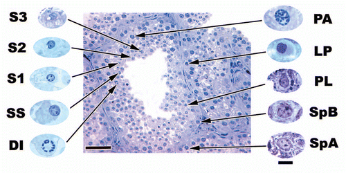 Figure 4 A cross section of June seminiferous epithelium within Seminatrix pygaea (Black Swamp Snake) and higher magnifications of represented cell types. Bar = 50 µm for seminiferous epithelium section and 10 µm for magnified germ cell types. S3, step 3 spermatid; S2, step 2 spermatid; S1, step 1 spermatid; SS, secondary spermatocyte; DI, diplotene; PA, pachytene; LP, leptotene; PL, pre-leptotene spermatocytes; SpB, type B spermatogonia; SpA, type spermatogonia.