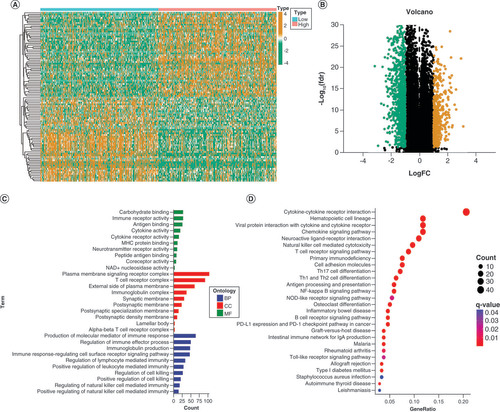 Figure 9. Analysis of functional enrichment for differentially expressed genes. (A & B) The heatmap and Volcano plot of differentially expressed genes (DEGs). (C) The analysis of GO enrichment for BP, CC, and MF terms revealed the potential role of the DEGs. (D) The possible pathways were identified through Kyoto Encyclopedia of Genes and Genomes (KEGG) pathway enrichment analysis.