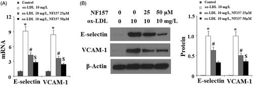 Figure 4. The P2Y11R antagonist NF157 inhibits ox-LDL-induced expression of E-selectin and VCAM-1. HAECs were treated with 10 mg/L ox-LDL with or without NF157 (25, 50 μM) for 24 h. (A) Real-time PCR analysis of E-selectin and VCAM-1; (B). Western blot analysis of E-selectin and VCAM-1 (*, #, $, p < .01 vs. previous column group).