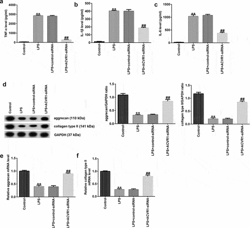 Figure 2. ACVR1-siRNA decreases inflammatory cytokine production and accelerates ECM degradation in NP cells after LPS treatment. NP cells were induced with control-siRNA or ACVR1-siRNA for 24 h, followed by 10 ng/mL LPS treatment. ELISA was used to determine the secretion levels of (a) TNF-α, (b) IL-1β, and (c) IL-6 in the different groups. (d) Western blot assay of aggrecan and collagen type II in the different groups. (e and f) Levels of ECM-associated genes (aggrecan and collagen type II) in the different groups were visualized via RT-qPCR. **p < 0.01 vs. control; ##p < 0.01 vs. LPS+control-siRNA.