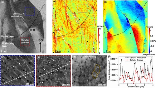 Figure 3. (a-d) ECC images: (a) overview of the selected area, (b, c) enlarged ECC images displaying dislocation structures of (b) cellular protrusion and (c) cellular groove regions, (d) ECC image of cellular groove region after etching; (e-f) HR-EBSD results: (e) GND distribution of the selected area, (f) GND profiles along the white arrows in (b) and (c), (g) residual stress distribution of the selected area. Yellow dashed lines in (d) revealing that the cellular grooves and dislocation structures are not overlapped. Black dots in (e, g) are the selected reference points for cross-correlation processing.