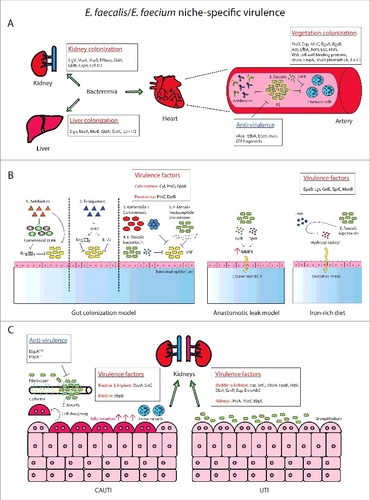 Figure 4. Role of E. faecalis and E. faecium virulence genes in pathogenesis. Cartoon depicting virulence factors involved during (A) systemic dissemination and infective endocarditis, (B) intestinal colonization, and (C) catheter-associated urinary tract infection and community-acquired urinary tract infection