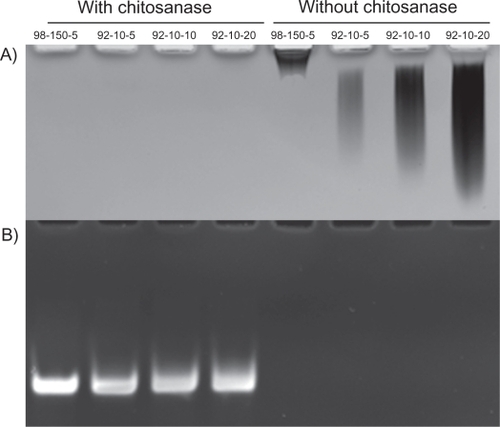 Figure 4 Polyacrylamide gel electrophoresis of chitosan/DPP-IVODN polyplexes bearing different DDAs and N/P ratios, treated with or without Streptomyces griseus chitosanase. a) chitosan migration. b) ODN migration. Lanes 1 to 4 correspond to chitosan/DPP-IVODN directly incubated with chitosanase for 60 minutes at 37°C. Chitosan digestion allows the ODN release. Lanes 5 to 8 correspond to chitosan/DPP-IVODN incubated at the similar conditions without chitosanase. Faster chitosan migration was observed when comparing lanes 5 and 6 due to different MW of theses formulations. Increased band intensity (lanes 6–8) results from greater amounts of chitosan at higher N/P ratios.