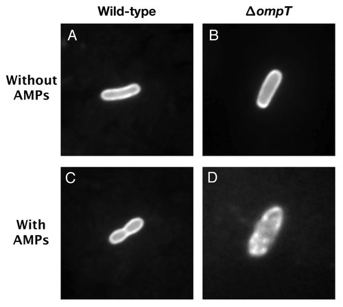 Figure 2. OmpT protects EHEC from C18G-induced membrane disruption. EHEC wild-type and ΔompT strains were transformed with plasmid pCAST–ChFP encoding the OM localized red fluorescent protein mCherry.Citation20 Bacterial cultures (1ml) grown to mid-log phase were resuspended in 50 µl N-minimal medium and incubated for 15 min at room temperature in the absence or presence of the synthetic α-helical AMP C18G (100 µM). Bacterial cells (3 µl) were spotted on agarose-coated glass slides and analyzed under oil immersion at 100 magnification with a Zeiss Axiovert 200 M fluorescence microscope. (A) EHEC wild-type cell in the absence of C18G. (B) EHEC ΔompT cell in the absence of C18G. (C) EHEC wild-type cell in the presence of C18G. (D) EHEC ΔompT cell in the presence of C18G.