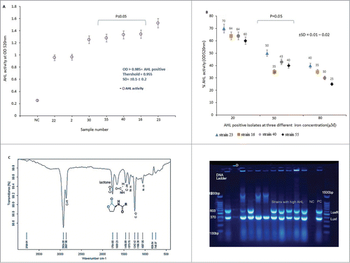 Figure 2. (A) N-acyl homoserine lactone (AHL) activities of A. baumannii isolates collected in this study. Threshold for AHL production is shown in the graph. NC = negative control. Intensity of color was measured at OD520nm.The results are mean of 3 simultaneous experiments. A P ≤ 0.05 was considered as statistically significant for 2-tailed tests. (B) Effect of iron-III concentrations on AHL activity in A. baumannii. Error bars represent the standard errors of the means for a representative assay performed in triplicate. X axis indicates A. baumannii isolates that showed a high and low AHL. (C) FT – IR spectra of AHL produced by A. baumannii isolates. The AHL was extract from organism by LLE- methods as described in the text. The pure compound was then subjected to FT-IR spectroscopy. The lactone ring and amide group were shown at 1764.69cm−1 and 1659.23cm−1 wave number. (D) Detection of LuxI (370 bp) and LuxR (603 bp) quorum sensing genes in A. baumannii isolates by multiplex-PCR. Electrophoresis was carried out in 1% agarose gel for 2 h at 80 V, the gel was stained with tracking dye (Syber green).