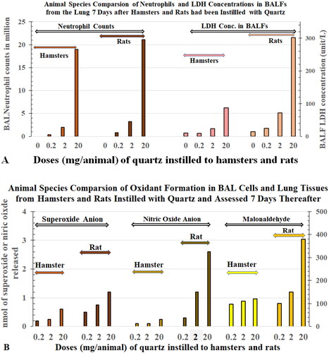 Figure 15. (A) Comparison of toxicity biomarkers (neutrophil counts and LDH) and (B) oxidant production (superoxide anion, nitric oxide anion, and malonaldehyde) in BAL cells collected from rats and hamsters seven days after they were instilled with saline, or quartz (at 0.2, 2.0, or 20 mg). N = 4–6 animals. Data courtesy of Dr. Driscoll (Carter and Driscoll Citation2001).