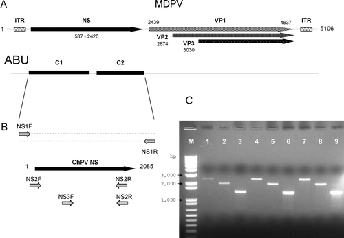 Figure 1.  Detection of parvovirus DNA sequences in chicken and turkey enteric samples. 1a: Genome structure of Muscovy duck parvovirus (MDPV) showing the NS gene on the left and the capsid protein genes (VP1, VP2, VP3) on the right side, as well as the flanking inverted terminal repeats (ITR). Two contigs (C1 and C2) detected in intestinal homogenates of chickens inoculated with the ABU virus by random hexamer cloning are shown. 2b: PCR amplification of the ChPV NS gene using C1 and C2 specific primers. 1c: Agarose gel electrophoresis of PCR amplicons from ABU DNA (lanes 1, 2, 3), chicken enteric DNA (SEPRL collection) (lanes 4, 5, 6), and turkey enteric DNA (SEPRL collection) (lanes 7, 8, 9). The PCR primers were NS1F and NS1R (lanes 1, 4, 7), NS2F and NS2R (lanes 2, 5, 8), and NS3F and NS2R (lanes 3, 6, 9). M, 1 kb DNA marker (Invitrogen).