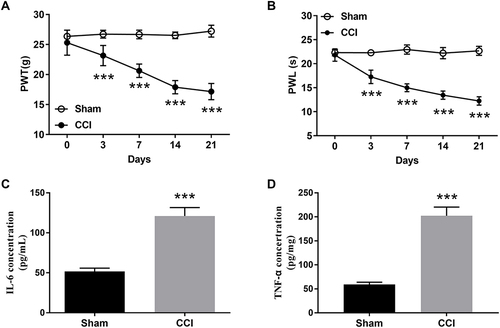 Figure 1 Effects of CCI on inflammatory response, stimulation of mechanical pain and thermal pain in rats. (A) The mechanical pain threshold was decreased in the CCI group. (B) The thermal pain threshold was decreased in the CCI group. The level of (C) IL-6 and (D) TNF-α in the CCI group was increased. Unpaired t-test and one-way repeated measures ANOVA. ***P < 0.001 vs sham group.