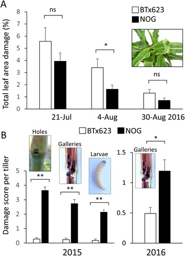 Figure 3. Quantification of sorghum damage caused by Asian corn borer. Sorghum plants of varieties BTx623 and NOG were scored for damage from O. furnacalis in two successive seasons. (A) Total leaf area damage (%) in three assessments (21st July, 4th August, 30th August 2016). Note that percentage of leaf area damage is reduced in time due to plant growth. (B) Entry holes, stem galleries, and larvae per tiller in BTx623 and NOG plants in two field seasons. Asterisks denote statistically significant differences between cultivars at P < .05 (*) and P < .01 (**) using Student’s t-test; ns indicates not significant.