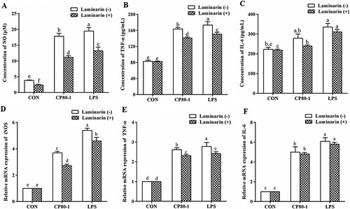 Figure. 5. Effect of Dectin-1 receptor inhibitor laminarin on CP80-1-induced cytokines secretion and mRNA expression in RAW264.7 cells. NO (A), TNF-α (B), and IL-6 secretion (C) in RAW264.7 cells; iNOS (D), TNF-α (E), and IL-6 (F) mRNA expression in RAW264.7 cells. All values are expressed as the mean ± SD (n = 5). Different lowercase alphabet letters (a–f) indicate significant differences (P < 0.05).