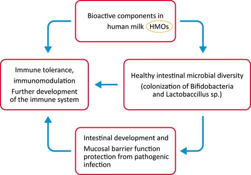 Figure 1 Human milk bioactive components in relation to provision of healthy neonatal microbial colonization, fine-tuning of inflammatory processes and immune defense and maturation in early life.