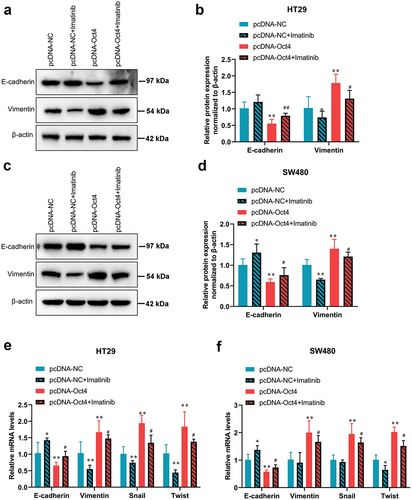 Figure 5. The inhibition of the SCF/c-Kit signaling pathway blocked the promotion of EMT due to Oct4 overexpression in colon cancer cells. HT29 and SW480 cells were treated with c-Kit inhibitor imatinib (100 nM) when pcDNA-NC or pcDNA-Oct4 transfection. (A-D)Representative western blot analysis of E-cadherin and Vimentin expression in HT29 and SW480 cells. β-actin was a loading control. (E and F) RT-qPCR analysis of E-cadherin, Vimentin, Snail, and Twist mRNA expression. Values are means ± sd, n = 3. One-way analysis of variance (ANOVA) with Tukey’s post hoc test was used for statistical analysis. **P <0.05 vs pcDNA-NC, *P <0.01 vs pcDNA-NC, #P <0.05 vs pcDNA-Oct4, ##P <0.01 vs pcDNA-Oct4.