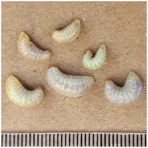Figure 5. Larvae of A. oviventris.