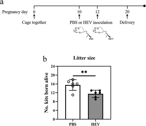 Figure 1. HEV genotype 3 infection caused fetal loss in pregnant ICR mice. (a) Schematic of the experimental design for HEV-3ra infection in pregnant ICR mice. Specific-pathogen-free (SPF) pregnant ICR mice were inoculated PBS (control group, n = 6) or 1 × 106 copies HEV (infection group, n = 6) via tail vein injection on the 10th and 12th day of mice gestation respectively. (b) Litter sizes in pregnant ICR mice with PBS or HEV inoculation. Litter size in pregnant ICR mice significantly decreased after HEV exposure, with a fetal loss of 24.19% compared to the control group. Statistical significance was determined by two-tailed unpaired Student’s t-test (**, P < .01). Bars indicate mean ± SEM (n = 6).