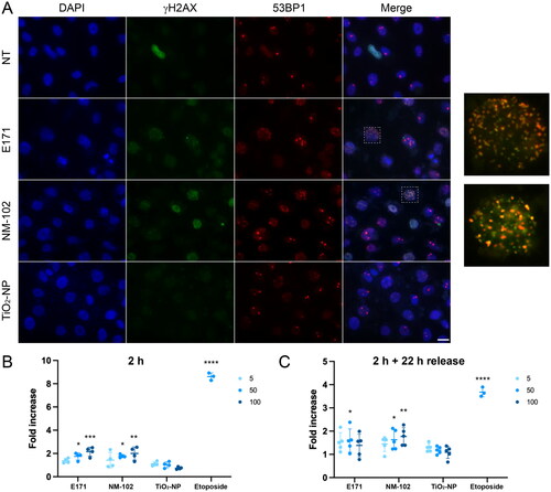 Figure 6. Genotoxicity of the TiO2 particles in TR146 cells. (A) TR146 cells were left untreated (NT) or exposed to 50 µg/ml E171, NM-102 or TiO2-NPs for 2 h and analyzed by immunofluorescence microscopy with antibodies against γH2AX and 53BP1. The images on the right represent magnification of the cells delineated by squares with white dotted lines (γH2AX and 53BP1 signals). (B, C) Proliferating TR146 cells were treated with 50 µM of etoposide or different concentrations of TiO2 (5, 50 or 100 µg/ml), and the γH2AX signal was quantified immediately (B) or after 22 h of recovery in fresh culture medium (C). The results are presented as the mean ± SD of at least three independent experiments. Statistics were calculated by one-way ANOVA followed by Dunnett’s multiple comparison test.