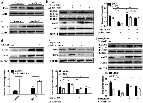 Figure 9. Adipose Sirt1 deficiency modulates insulin sensitivity by exosomes via TLR4/NF-κB signaling pathway.(a): TLR4 signaling in adipose tissues. (b): Insulin signaling in mature 3T3-L1 adipocytes after the treatment of Ad-Sirt1-/- adipose tissue-derived exosomes and Tlr4 siRNA. The activation of NF-κB in adipose tissue (c) and 3T3-L1 adipocytes (d). (e): Effect of Ikkβ siRNA (100 nM) on exosomes-dependent NF-κB activation. (f): Western blot analysis of insulin signaling in the 3T3-L1 adipocytes exposure to Ad-Sirt1-/–derived exosomes and SN50. The data are expressed as the mean ± SEM from three independent experiments. *P < 0.05, **P< 0.01.