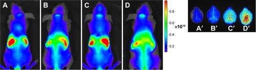 Figure 5 In vivo images.Notes: In vivo images of nude mice administered with fluorescent probe DiR-labeled POs at 2 hours. (A) DiR-POs, (B) DiR-Tet-1-POs, (C) DiR-POs, and (D) DiR-Tf/Tet-1-POs. Ex vivo images of the brain administered with fluorescent probe Dir-labeled POs at 2 hours: (A′) DiR-POs, (B′) DiR-Tet-1-POs, (C′) DiR-Tf-POs, and (D′) DiR-Tf/Tet-1-POs.Abbreviations: DiR, 1,1′-dioctadecyl-3,3,3′,3′-tetramethylindotricarbocyanine iodide; POs, polymersomes; Tf, transferrin.