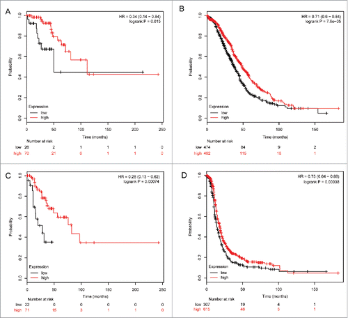 Figure 5. Correlation of ALDH5A1 mRNA high expression with clinical stages of ovarian cancer patients. The prognostic effect of the expression of ALDH5A1 in www.kmplot.com. The desired Affymetrix IDs is valid: 203608_at (ALDH5A1). OS (A) and PFS (C) for cases in stage I+II, OS (B) and PFS (D) for cases in stage III+IV.