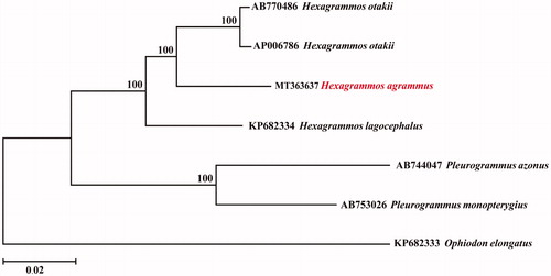 Figure 1. Phylogenetic relationships (neighbor-joining tree) for 7 species of family Hexagrammidae. Numbers on each node are bootstrap values of 1000 replicates.