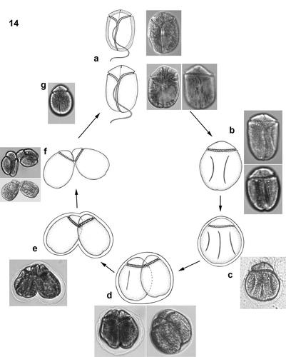 Fig. 14. Hypothetical vegetative life cycle (cell division) of Bindiferia fragilissima sp. nov. Free-swimming cells (a) have a smooth cell surface (lower illustrations) and sometimes many extrusomes can be visible along the cell periphery (upper illustrations). Stationary motile cells develop dorsal grooves (b) and get enclosed by a hyaline sheath (c). Vegetative binary fission takes place in the division cyst, with a hyaline sheath (d, e) and motile nearly divided but still apically connected daughter cells without surface grooves get released from the sheath (f). Smaller free-swimming cells with smooth surface (g) start growing