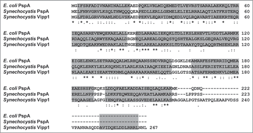 Figure 1 Amino acid sequence alignment of Vipp1 from Synechocystis and PspA from Synechocystis and E. coli with Clustal X.Citation14 Identical (*), strongly similar (:) and weakly identical (.) amino acid residues are indicated. The grey regions represent α-helical domains predicted with PSIPRED, V2.6.Citation15