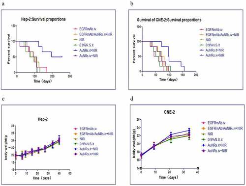 Figure 4. Improved survival of laryngeal squamous cell carcinoma transplanted mice after photothermal treatment with EGFR-AuNRs. (a and b) Kaplan-Meier survival curves of nude mice after treatment with EGFRmAb.iv, EGFRmAb-AuNRs.iv+NIR,0.9% saline.it, AuNRs.it +NIR and AuNRs.iv+NIR. (c and d) The weight of the nude mice in each group.