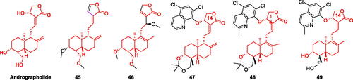 Figure 8. The chemical structure of andrographolide and its derivatives 45–49.