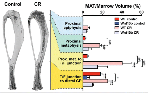 Figure 4. Ocn-Wnt10b mice resist MAT expansion during CR. To determine if Ocn-Wnt10b mice resist MAT formation, we stained tibiae with osmium tetroxide and analyzed MAT volume in situ by micro-CT scanning, as described previously.Citation4 Representative images of osmium-stained tibiae from wild-type mice, fed a control or CR diet, are shown on the left of the figure; osmium-stained MAT appears as darker regions within the bones. MAT volume was then quantified for each of the indicated tibial regions and normalized to total marrow volume to give percentage of MAT volume, as shown in the graph on the right. Data in the graph are presented as mean +/− standard deviation of the following numbers of mice: WT control, n = 6; Wnt10b control, n = 4; WT CR, n = 5; and Wnt10b CR, n = 6. For each diet group, significant differences between WT and Wnt10b mice are indicated by *** (P < 0.001). Within each genotype, significant differences between control and CR diets are indicated by # (P < 0.05) or ### (P <0.001).