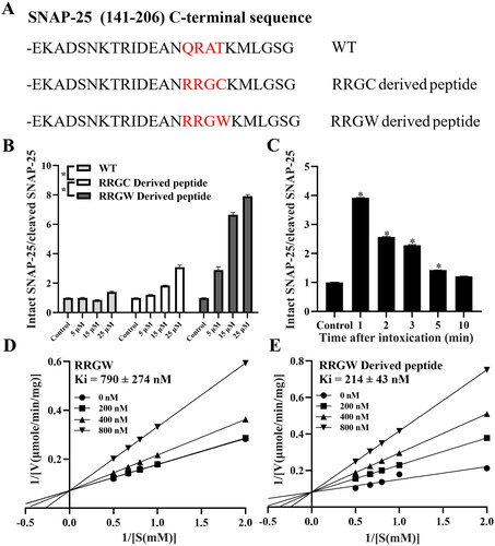 Figure 3. RRGW derived peptide showed higher inhibitory effect on BoNT/A LC proteolytic activities in vitro. (A) C-terminal sequence of different derived peptide; (B) The protection effect of inhibitors after co-treated with BoNT/A at different concentrations; (C) The rescue effect of RRGW derived peptide in 1, 2, 3, 5 and 10 min after exposure to BoNT/A LC; Double-reciprocal plots of velocity versus substrate concentration at several fixed concentration of RRGW (D) and RRGW derived peptide (E). The data are the average of three replicates, and * indicated there is significant difference between the treatment group and the control at p < 0.05.