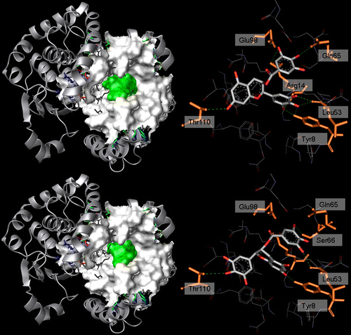 Figure 4 . Left: 3D structure of hGST P1-1 (solid ribbon) in complex with ( − )-EGCG (top) and ( − )-GCG (bottom). Residues lining the ligand position are represented as a white Connolly surface, while the ligands are represented by a green Connolly surface. Right: binding mode of ( − )-EGCG (top) and ( − )-GCG (bottom) within hGST P1-1. Ligand (CPK) and the residues involved in interactions (orange, labelled) are represented in stick while the hydrogen bonds are shown as green dotted lines.