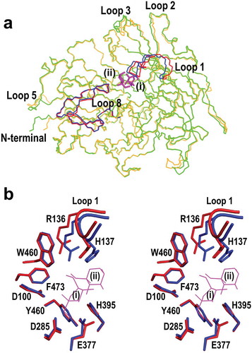 Figure 6. Comparison of unliganded BiBftA ΔAΔC and BiBftA ΔAΔC-Fru structures. (a) The conformational change in BiBftA ΔAΔC upon binding of Fru. Colors: blue, loop 1 and loop 8 of unliganded BiBftA ΔAΔC; green, unliganded BiBftA ΔAΔC; red, loop 1 and loop 8 of BiBftA ΔAΔC-Fru; orange, BiBftA ΔAΔC-Fru; magenta, Fruf (i) and Frup (ii). (b) Stereo view of the active site of unliganded BiBftA ΔAΔC (blue) and BiBftA ΔAΔC-Fru (red). Fruf (i), Frup (ii), three catalytic residues (D100, D285, E377), and residues within 4 Å of Frup (ii) are shown