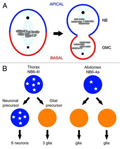 Figure 1. (A) Asymmetric segregation of cell fate determinants in asymmetric neuroblast cell division of Drosophila. Apical factors (such as Insecutable and Pins, and the evolutionary conserved Par complex consisting of Par-6, Bazooka, and Cdc42) shown in blue and basal factors (such as Miranda, Prospero, and Numb) shown in red are asymmetrically localized on the cortex along the apico–basal axis of neuroblast (left) and segregated asymmetrically to larger apical cell that retains neuroblast (NB) fate and smaller basal cell called ganglion mother cell (GMC). Mitotic spindle that orients along the apico–basal axis ensures asymmetric inheritance of the cortical cell fate determinants. Cdc2 activity is required to maintain the cortical asymmetry during cell division. (B) Asymmetric cell division of thoracic neuroblast 6-4 (NB6-4). NB6-4t divides asymmetrically to produce a neuroblast (blue) and gliablast (orange), whereas NB6-4a divides symmetrically giving rise to 2 glial cells. The neuroblast identity is maintained by high levels of Cyclin E (white stars), which is significantly reduced in NB6-4a.