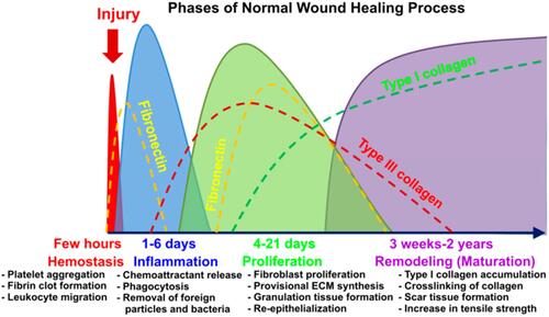 Figure 1 Stages of wound healing and pathophysiological changes in different stages.Citation33