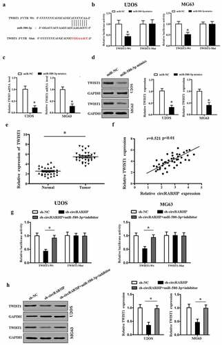 Figure 4. TWIST1 was targeted by miR-580-3p in OS (a) Bioinformatics was used to predict the potential binding site between miR-580-3p and TWIST1. (b) TWIST1 was a target gene of miR-580-3p. (c, d) miR-580-3p mimics inhibited TWIST1 expression. (e) qRT-PCR indicated that TWIST1 was up-regulated in OS tissues. (f) Pearson’s analysis showed that circRAB3IP expression was positively correlated with TWIST1 expression in OS tissues. OS cells were transfected with sh-NC, sh-circRAB3IP, sh-circRAB3IP+miR-580-3p inhibitor. (g) Luciferase reporter assay was used to determined the activity of TWIST1-Wt reporter. (h) TWIST1 expression was detected by Western blot. *P < 0.05