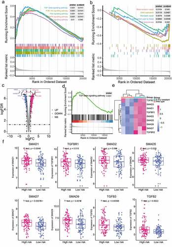 Figure 6. Gene set enrichment analysis indicated significant pathways associated with the immune risk (Imm-R) model. (a) Upregulated KEGG pathways in high-risk patients. (b) Downregulated KEGG pathways in high-risk patients. (c) Volcano plots showed the differential expressed genes (DEGs) between HCT8/5-FU (5-FU resistant) and HCT8/WT (Wild type). Red dots represented the significantly upregulated DEGs (UP) in HCT8/5-FU group. Blue dots represented the significantly downregulated DEGs (DOWN) in HCT8/5-FU group. Black dots represented non DEGs (NS). (d) Enrichment diagram of TGF-beta signaling pathway. (e) Heatmap showed the expression of hub genes in the TGF-beta signaling pathway in HCT8/5-FU and HCT8/WT group. (f) The expression of eight hub genes in the TGF-beta signaling pathway in high-risk and low-risk patients in training set.