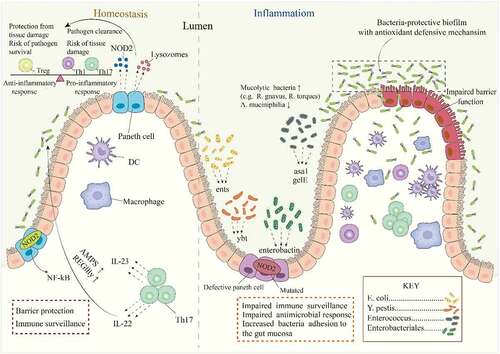 Figure 2. The contribution of gut bacterial virulence factors and mucolytic bacteria to IBD pathogenesis. In the intestinal mucosa, Paneth cell secretes NOD2 and lysozyme to maintain a balance of pro-inflammatory and anti-inflammatory immune mediators, and control the population of certain mucolytic bacteria. The characteristic dysbiosis in IBD is linked with dysfunctional Paneth cells, increased bacterial populations that produce virulence factors, increased bacteria adhesion, and the formation of bacteria biofilms with defensive mechanisms. These factors further impair immune response and drive inflammation, leading to a defective barrier function and bacteria invasion.