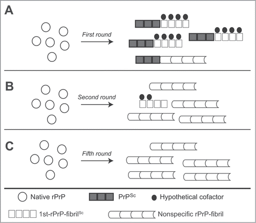 Figure 1. Hypothetical models for the formation of rPrP-fibrils in sequential RT-QUIC reactions. (A) The formation of 1st-rPrP-fibSc is induced predominantly in the presence of hypothetical cofactors and brain-derived PrPSc in the first round. However, a small amount of nonspecific rPrP-fibrils may be concomitantly generated. (B) In the second round, the nonspecific rPrP-fibrils become predominant because of the paucity of hypothetical cofactors and/or a selective growth advantage of nonspecific fibrils. (C) The formation of nonspecific rPrP-fibrils occupies almost the whole reaction in the fifth round.