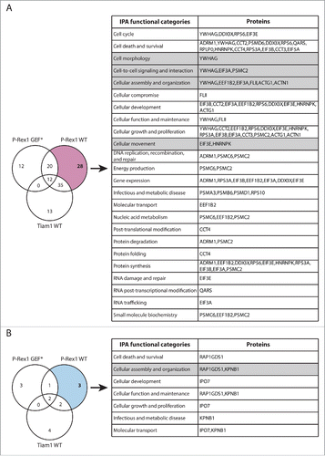 Figure 5. Functional classification of proteins with P-Rex1 WT-specific changes in Rac1 binding. (A) Venn diagram comparing proteins with increased Rac1 binding in ≥ 2 SILAC SF-TAP experiments upon expression of indicated GEF constructs. P-Rex1 Wild Type (WT)-specific proteins are outlined. (B) Venn diagram comparing proteins with decreased Rac1 binding in ≥ 2 SILAC SF-TAP experiments upon expression of indicated GEF constructs. P-Rex1 WT-specific proteins are outlined. For A and B the associated tables show clustering of the P-Rex1 WT-specific proteins with increased or decreased Rac1 binding, respectively, according to their cellular functions based on Ingenuity Integrated Pathway Analysis (IPA). Full protein names and SILAC ratios are outlined in Supplementary File 1. Proteins in highlighted categories were presented as part of a heat map in our recent publication.Citation18