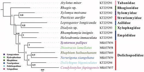 Figure 1. The phylogenetic tree of Bayesian interface analysis based on 13 PCGs; the colors of leaves in phylogenetic tree represent their families showed on the left corner of picture above.