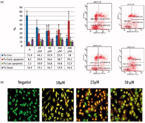 Figure 2. Induction of apoptosis in HeLa cells by sulphonamide 1. (a) The apoptosis ratio analysed by flow cytometry data analyses of HeLa cells and contour diagram of Annexin-V/PI flow cytometry, (b) morphological changes observed under florescence microscope in compound 1 treated HeLa cells after staining with AO/EB. All data are expressed as mean ± SD values from three independent experiments. *p < 0.05, compared with the control group, are considered significant.