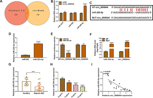 Figure 4. Circ_0006944 acted as a sponge of miR-205-5p. (A) Three miRNAs targeted by circ_0006944 were predicted by starbase and circBank databases. (B) The abundance of miRNA in si-NC and si-circ_0006944-transfected HK2 cells was monitored by qRT-PCR. (C) The predicted binding sites between circ_0006944 and miR-205-5p were shown. (D) MiR-205-5p level in HK2 cells transfected with miR-NC or miR-205-5p was assessed by qRT-PCR. (E-F) Dual-luciferase reporter assay and RIP assay were utilised to investigate the targeted relationship between miR-205-5p and circ_0006944. (G) MiR-205-5p abundance was obtained in SA-AKI patients and healthy volunteers by using qRT-PCR assay. (H) QRT-PCR was adopted to prove the effect of LPS (0, 5, 10 and 15 µg/mL) on miR-205-5p level. (I) Pearson correlation analysis was applied to estimate the correlation between circ_0006944 and miR-205-5p in SA-AKI patients. **p < 0.01, ***p < 0.001, ****p < 0.0001.