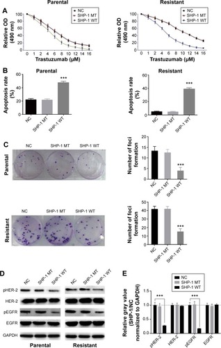 Figure 2 Overexpression of SHP-1 partly restores trastuzumab sensitivity in vivo.