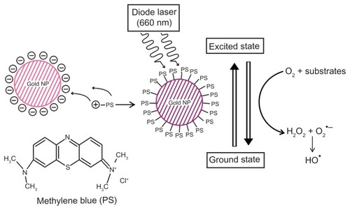 Figure 9 Schematic overview of conjugation of photosensitizer MB with GNP.Notes: Specific 660-nm wavelength of diode laser transits MB of GNP–MB conjugate to an excited state. Nonradiative energy decay by GNP of MB causes the transition to ground state, which results in the formation of hydroxyl free radicals in the presence of molecular oxygen and substrates around the vicinity of the conjugate (type I phototoxicity).Abbreviations: GNP, gold nanoparticle; MB, methylene blue.