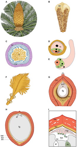 Figure 5. Scheme of the male (A–E) and female (F–I) reproductive structures of Cycas revoluta at different magnification and developmental stages. (A) Male cone of C. revoluta with a magnification of 13×. A single male cone forms from the apical meristem and comprises a central axis with microsporophylls attached at right angle in a compact, spiral, acropetal succession. (B) Single microsporophyll of C. revoluta with a magnification of 1.15×. The microsporophyll is flattened and woody and comprises a sterile apophysis (ap) and a proximal fertile region with microsporangia arranged in sori (s) on the abaxial surface. (C) Transversal section of a Cycas microsporangium with pollen (p) inside, magnification of 45×. The microsporangia wall consists of an exothecium (ex) with thickening in the cell wall, more flattened microsporangial inner wall layers (mw) and a tapetum (t) which will degenerate at maturity. (D) Cycas mature pollen grain, magnification 1250×. The mature pollen comprises a double wall: the external exine (e) of sporopollenin, which is thicker at the proximal side and thinner at the distal aperture area, and an inner pecto-cellulosic intine (i), which shows uneven thickenings too. Cycas pollen forms from the microspores via two mitoses and, at maturity, consists of three cells: a distal tube cell (tc), a generative cell (gc) and a proximal prothallial cell (pc). (E) Cycas germinated pollen. The same colors of D have been used to point out the fate of the different cells. The pollen tube is typically unbranched or only slightly branched and has a primary haustorial role, it penetrates inside the nucellus via tip growth, enzymatically degrading the female tissue; later in development the basal portion swells. The generative cell divides giving origin to a stalk cell (sc) and a central body cell (bc) from which the two sperm cells will be produced. (F) C. revoluta megasporophyll, magnification of 1×. Each megasporophyll is a leaf-like structure, with an upper pinnate leafy portion and a lower stalk bearing 4–8 ovules. (G) Longitudinal section of a Cycas ovule soon after pollination, magnification of 17.5×. The ovule consists in a single integument (int), which at maturity will differentiate into three distinct layers as here suggested by the different color shades, and a nucellus (n) inside which the female gametophyte (fg) develops. The nucellus is totally enclosed by the integument with the exception of the micropyle (m) from which the pollination drop will be emitted. Upon pollination, pollen enters into the ovule via the micropyle and arrives in the pollen chamber (pch) where it grows until fertilization. Cycas ovules are characterized by a double vasculature: an unbranched outer vasculature (ov) and a ramified inner vasculature (iv), the exact growth pattern of the inner vasculature is not completely known hence here the iv branches are reported with a dashed line. (H) Cycas ovule cut in half longitudinally at fertilization time, magnification of 1×. Before fertilization occurs, the single ovule integument has already acquired the typical characteristics of the seed coat, differentiating an outer fleshy sarcotesta (sar), a middle lignified sclerotesta (scl) and an inner papery endotesta (en). The female gametophyte (fg) has cellularized and enlarged, at dispense of the nucellus (n). At the apical part of the female gametophyte, facing the micropyle, two-six archegonia (ar) are formed. (I) Fertilization in C. revoluta, magnification of illustration H. Fertilization in Cycas occurs via zoogamy: the sperm cells (sp) are equipped with a large number of flagella (about 40,000) arranged in 5–10 sinistral coils and are released from the swollen basal end of the male gametophyte (mg). The flagellated sperm cells swim in the fertilization chamber (fch) toward the archegonia (ar). One sperm cell will penetrate inside the archegonium through the space in-between the neck cells (nc) and will fertilize the egg cell (eg). ap: apophysis; ar: archegonia; bc: body cell; e: exine; ec: egg cell; en: endotesta; ex: exothecium; fch: fertilization chamber; fg: female gametophyte; gc: generative cell; i: intine; int: integument; iv: inner vasculature; m: micropyle; mg: male gametophyte; mw: microsporangial inner wall layers; n: nucellus; nc: neck cells; ov: outer vasculature; p: pollen; pc: prothallial cell; pch: pollen chamber; s: sori; sar: sarcotesta; sc: stalk cell; scl: sclerotesta; sp: sperm cells; t: tapetum; tc: tube cell.