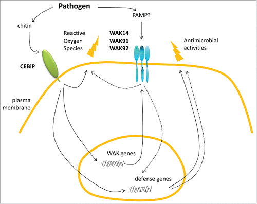 Figure 2. Hypothetical model of defense controlled by WAKs in rice. Upon infection by a fungal pathogen, chitin is recognized by the CEBiP receptor. This triggers production of reactive oxygen species and other antimicrobial defense molecules. The chitin receptor CEBiP also activates the transcription of OsWAK genes which in turn participate (dashed arrows) to the production of antimicrobial defense.Citation9 Based on Yeast Two Hybrid and co-immuno precipitation experiments, three Wall-Associated Kinases are proposed to form complexes through their EGF extracellular domains. The signal activating this complex is still unknown.