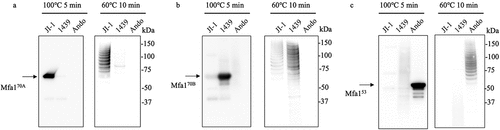 Figure 5. Immunoblot analysis of the purified Mfa1 fimbriae of three prototype strains against Mfa1 protein. Lanes were loaded with 1 µg of pure Mfa1 fimbriae (a – c). (a) Immunoblot analysis against Mfa170A protein. (b) Immunoblot analysis against Mfa170B protein. (c) Immunoblot analysis against Mfa153 protein. Samples were denatured at 100°C for 5 min (left panel) or 60°C for 10 min (right panel).