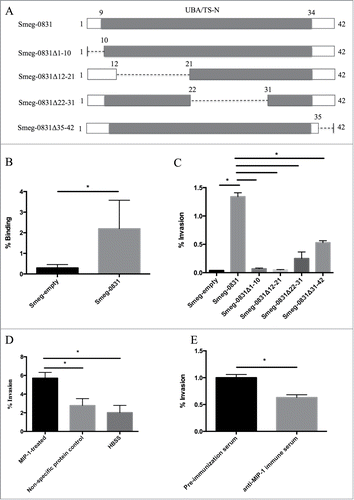 Figure 1. Functional characterization of MIP-1 protein (A) Schematic of MIP-1 protein and UBA/TS-N domain (gray). Dashed lines indicate where there has been a deletion in the dominant negative proteins. (B) Mycobacterium smegmatis expressing MAV_0831 (Smeg-0831) was able to bind significantly better than the control. The ability of Smeg-0831 to bind to HEp-2 cells was assessed (n = 3). (C) Smeg-0831Δ1-10 and Smeg-0831Δ12-21 invaded epithelial cells at levels similar to the control. The bacteria were allowed to invade for 3 h at 37°C. MAH microaggregate invasion was used as a positive control (n = 3). (D) Incubation with MIP-1 purified protein significantly increased the ability of MAH microaggregates to invade. MAH microaggregates were incubated with 50 μg of purified MIP-1 for 1 h at 37°C and invasion was assessed. Non-specific protein (Rv3354) and HBSS were used as negative controls. This is one representative with 3 technical replicates of 3 biological replicates. (E) Incubation with anti-MIP-1 immune serum abrogated MAH microaggregate invasion of HEp-2 cells. MAH Microaggregates were incubated with 1:1000 dilution of anti-MIP-1 immune serum for 1 h prior to invasion at 37°C. Pre-immunization serum was used as a negative control. This is one representative with 3 technical replicates of 3 biological replicates. * p < 0.05.